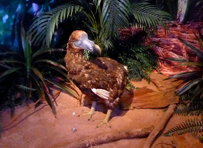 dodo