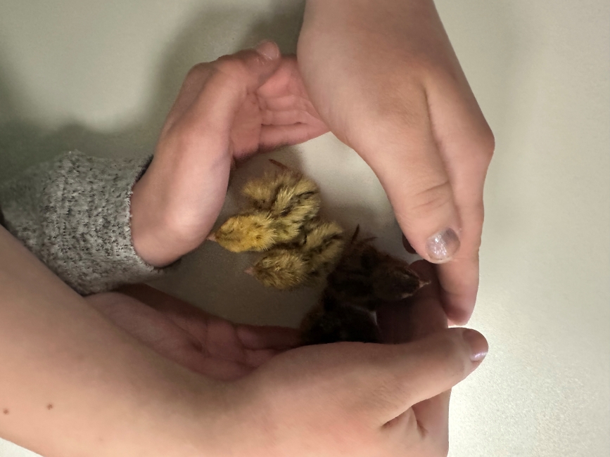 Kleine Wachtelküken, die von drei Kinderhänden geschützt und umgeben auf einem Tisch sitzen